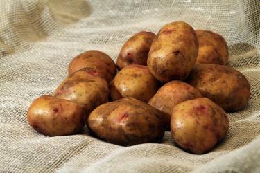 картофель  семянной Свитанок Киевский 60 дней 